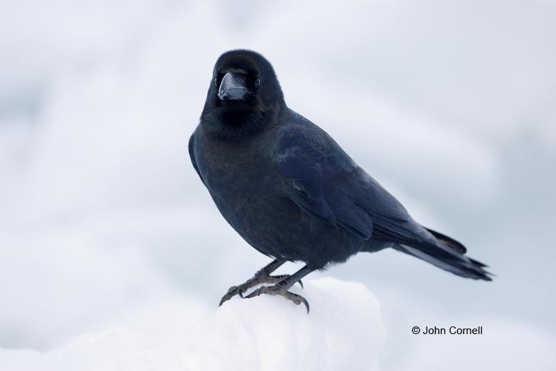 Jungle Crow;Corvus macrohynchos;Crow;Japan;One;one animal;avifauna;bird;birds;feather;feathered;outdoors;outside;untamed;wild;color;color photograph;daytime;close up;color image;photography;animals in the wild;feathers;wilderness;perch;perching;watching;watchful;Pack Ice;Sea of Okhotsk